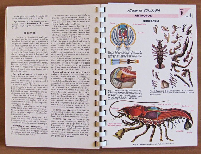 TAVOLE DI ZOOLOGIA - Invertebrati, I ed. 1969