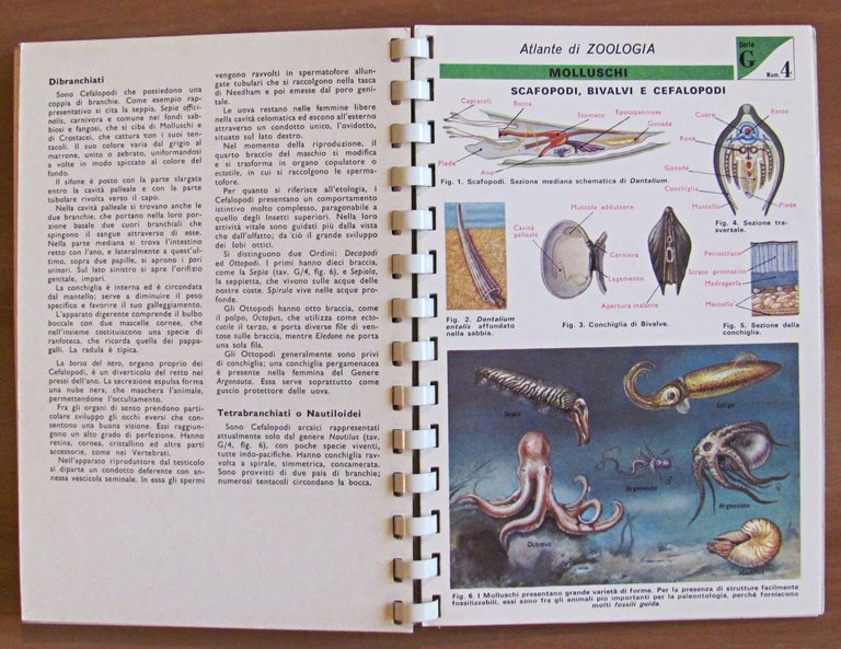 TAVOLE DI ZOOLOGIA - Invertebrati, I ed. 1969