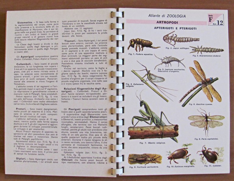 TAVOLE DI ZOOLOGIA - Invertebrati, I ed. 1969