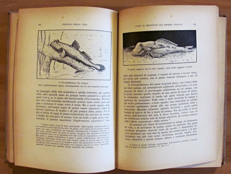 TECNICA DELLA VITA