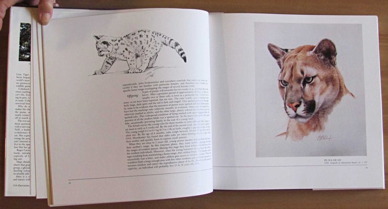 THE BIG CATS - The Paintings of Guy Coheleach, 1982