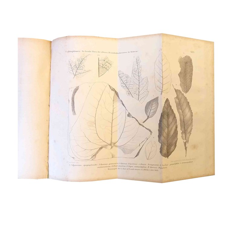 [Sammelband mit 5 Sonderabdrucken von Akademie-Schriften zur fossilen Flora in …