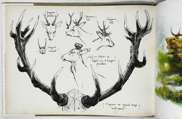 BESTIAIRE DE NOS FORETS