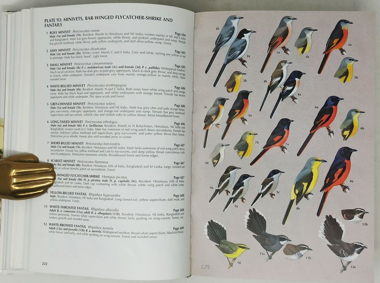 BIRDS OF THE INDIAN SUBCONTINENT