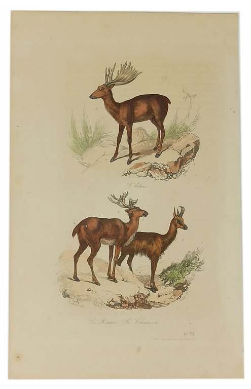 L'Elan / La Renne, Le Chamois (stampa antica)