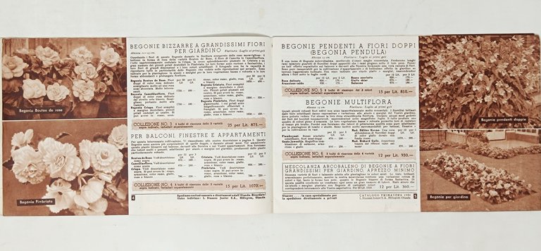 L. STASSEN JUNIOR S.A. Hillegom - Olanda ( catalogo primaverile …