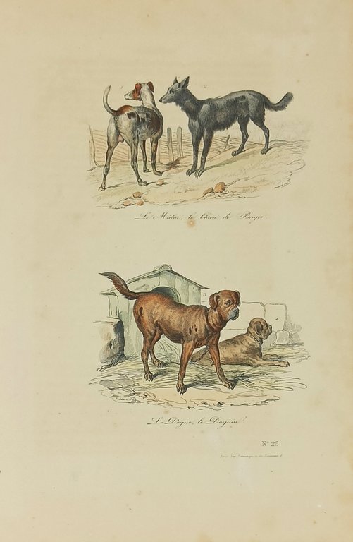 Le Matin, le chien de Berger / Le Dogue, le …