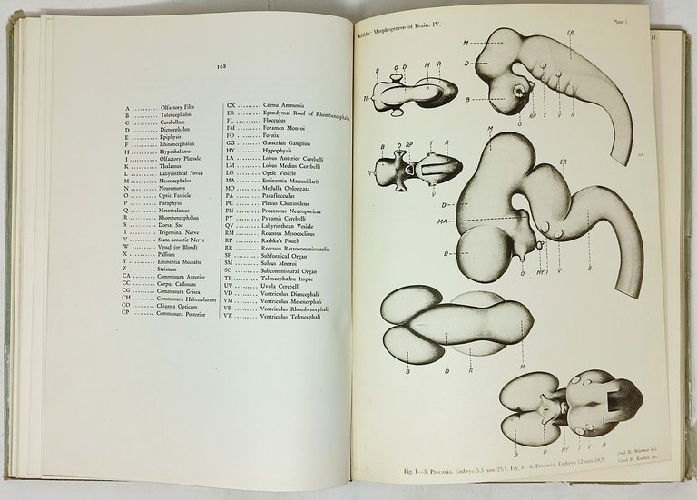 STUDIES ON THE MORPHOGENESIS OF THE BRAIN IN HYRACOIDEA, UNGULATA, …