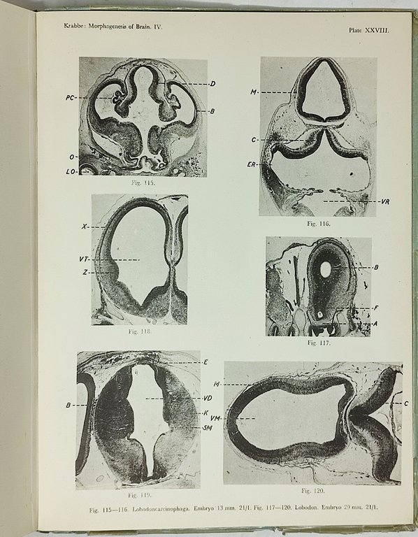 STUDIES ON THE MORPHOGENESIS OF THE BRAIN IN HYRACOIDEA, UNGULATA, …