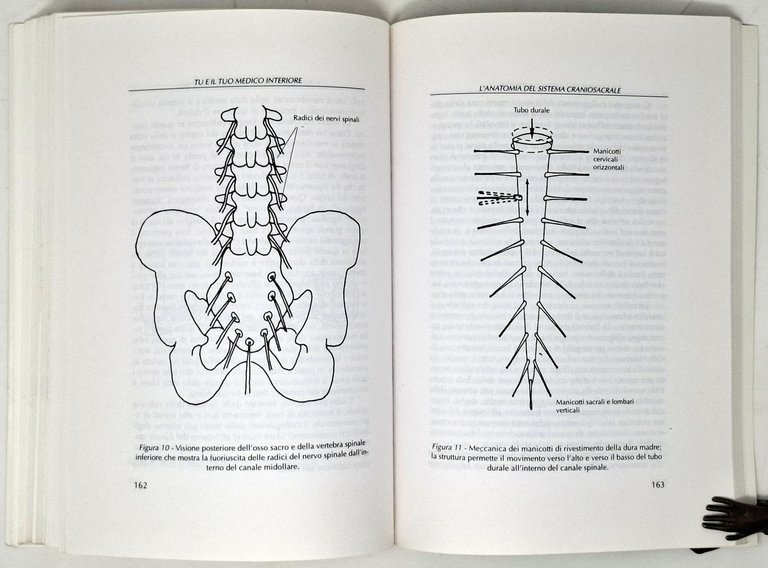 TERAPIA CRANIOSACRALE E RILASSAMENTO SOMATOEMOZIONALE / Tu e il tuo …