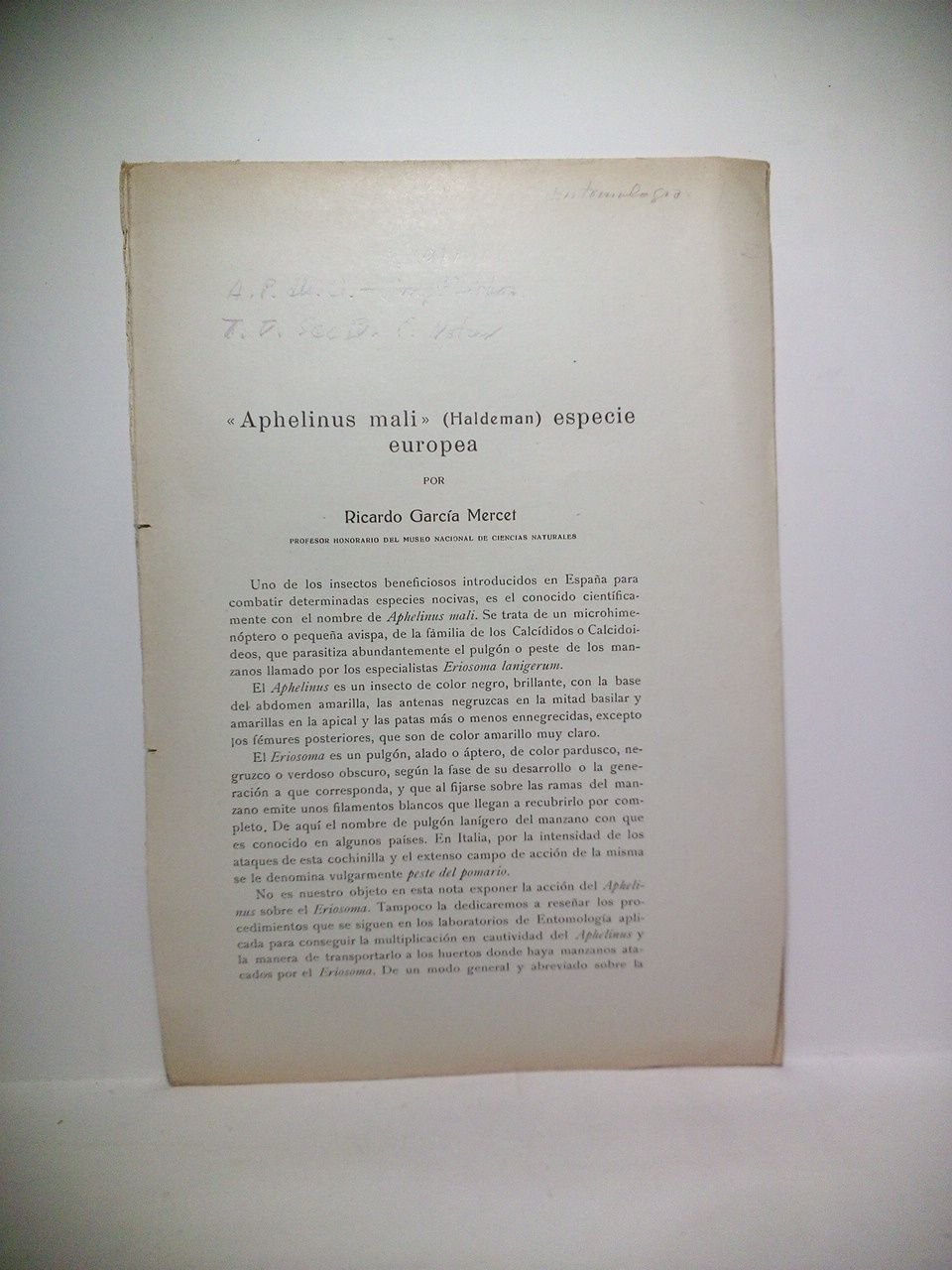 Aphelinus mali (Haldeman) especie europea | Immagine principale