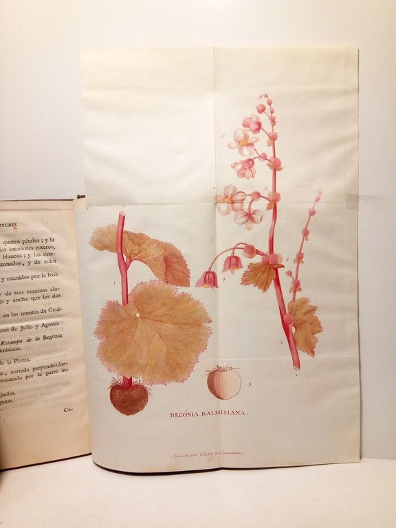 Demostración de las eficaces virtudes nuevamente descubiertas en las raices …