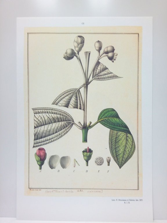 Flora Huayaquilensis sive descriptiones et icones plantarum huayaquilensium secundum systema …