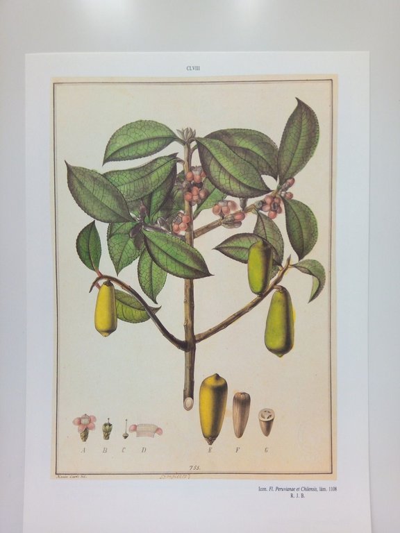 Flora Huayaquilensis sive descriptiones et icones plantarum huayaquilensium secundum systema …