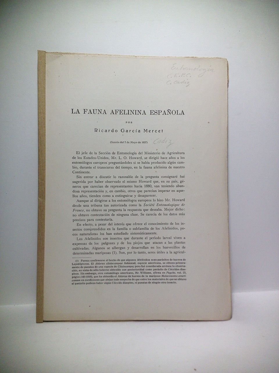 La fauna afelinina española | Immagine principale