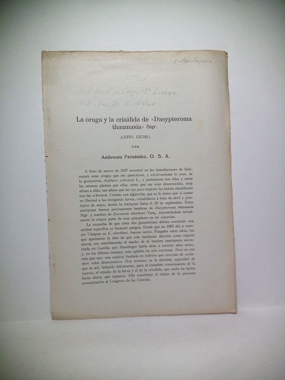 La oruga y la crisálida de "Dasypteroma thaumasia" Stgr. (Lepid. …