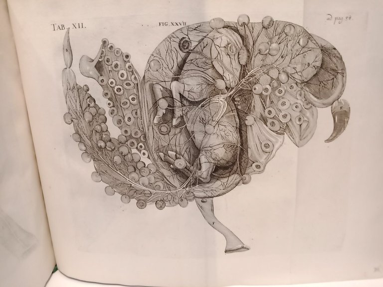 Opera Omnia Anatomica et Physiologica, Hactenus variis locis ac formis …