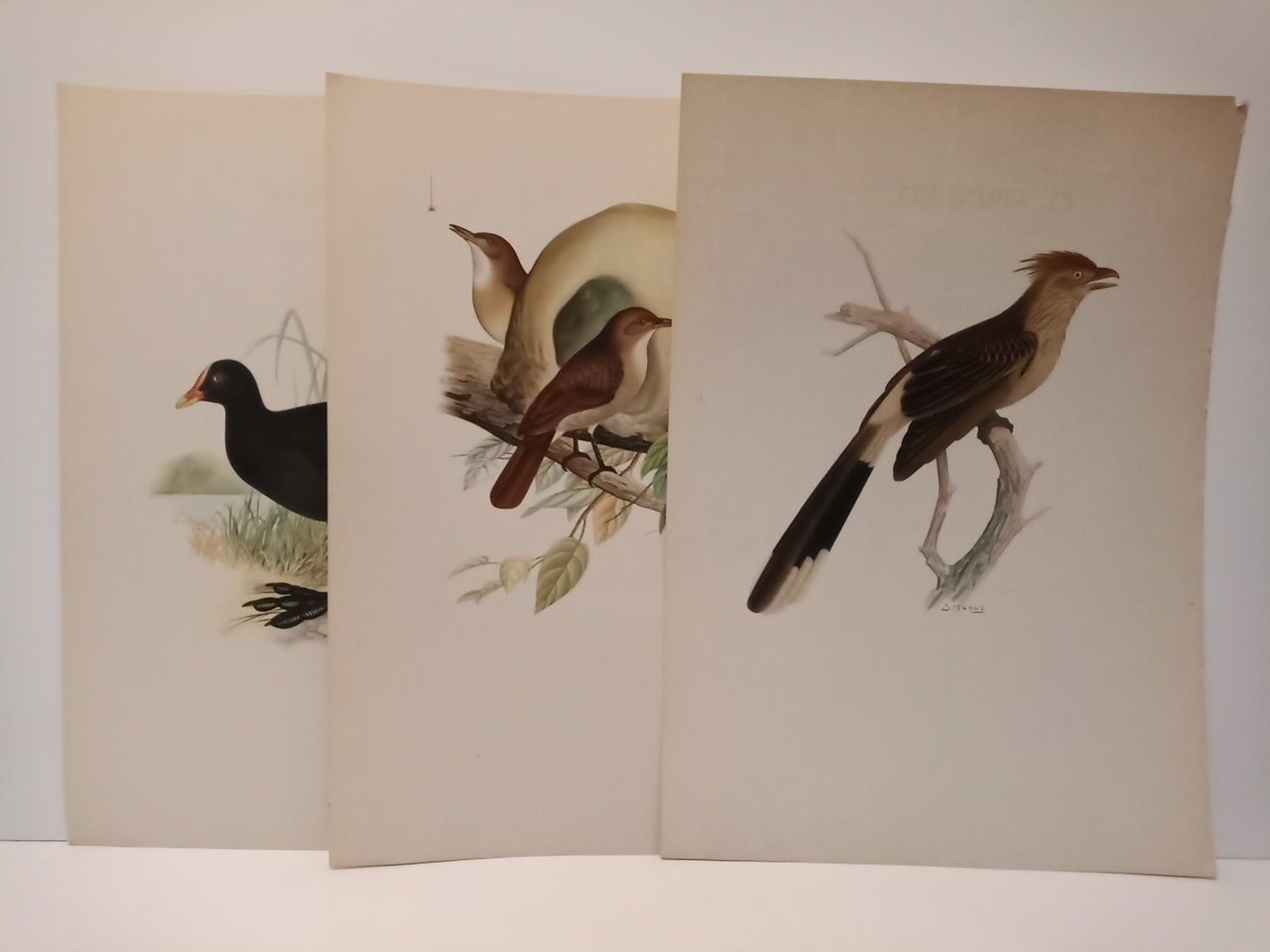 Pajaros nuestros. (Poemas) / Ilustraciones de Salvador Magno