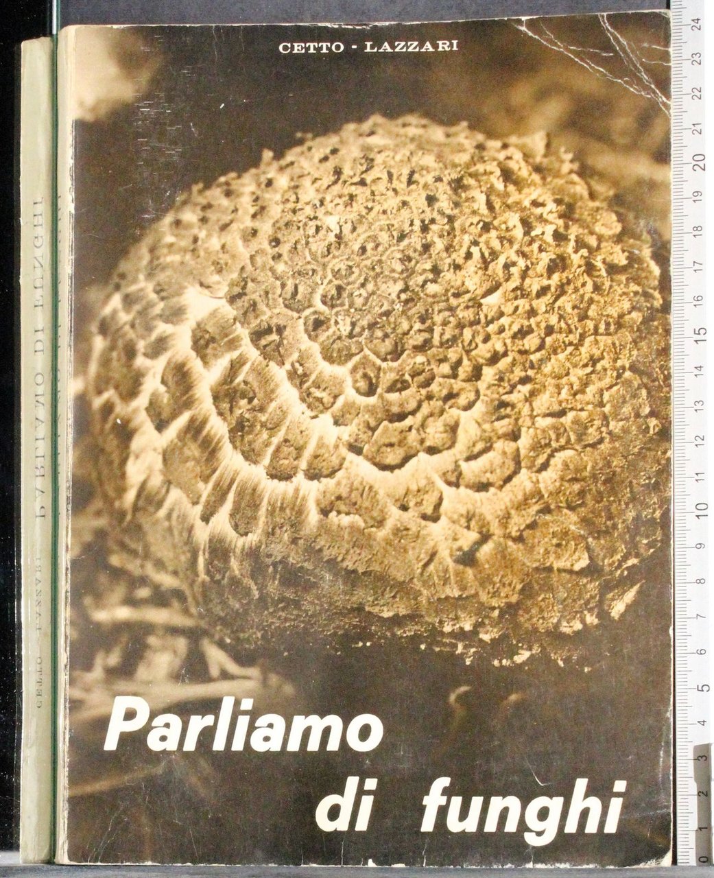 Parliamo di funghi