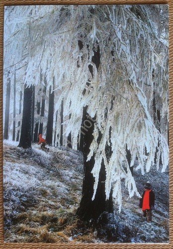 Biglietto augurale Swarovski Internazionale d'Italia spa - come nuovo mint | Immagine principale