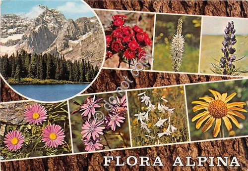 Cartolina - Flora Alpina Fiori vedutine