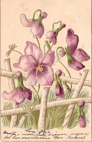 Cartolina - Illustrata - Innamorati - viola del pensiero - …