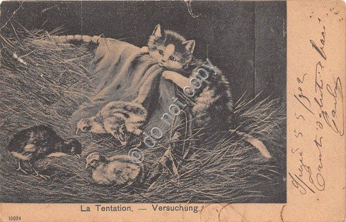 Cartolina - illustrata Tentazione Vershchung gatto con pulcini 1902 VG