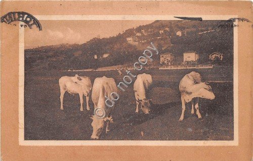 Cartolina - mucche al pascolo 1928 | Immagine principale