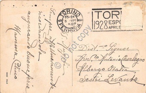 Cartolina - mucche al pascolo 1928