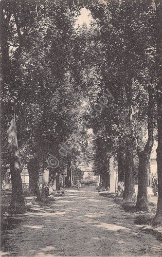 Cartolina - Postcard - Caluso - Viale di Corso Torino …