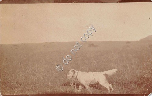 Cartolina - Postcard - Cane nei prati - b/n - …