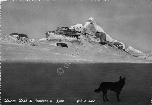 Cartolina - Postcard - Cervinia - Plateau Rosà - Cane … | Immagine principale