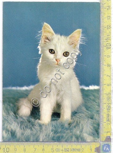Cartolina - Postcard - Cucciolo di gatto bianco | Immagine principale
