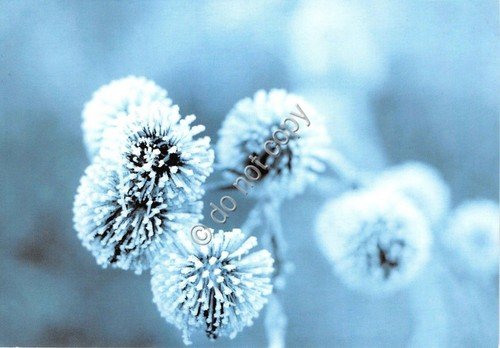 Cartolina - Postcard - Fiori con neve