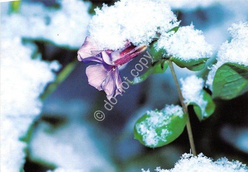 Cartolina - Postcard - Fiori lilla con neve | Immagine principale