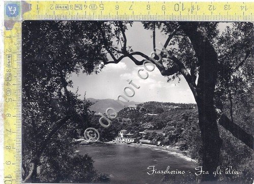 Cartolina - Postcard - Frascherino - Fra gli Ulivi - … | Immagine principale