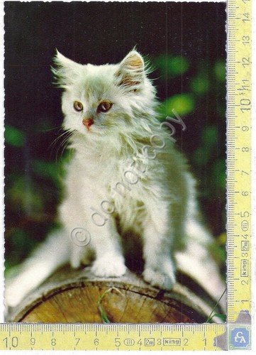 Cartolina - Postcard - Gatto Bianco - White Cat | Immagine principale