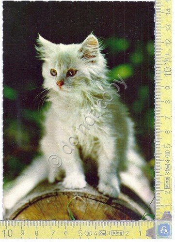 Cartolina - Postcard - Gatto Bianco - White Cat