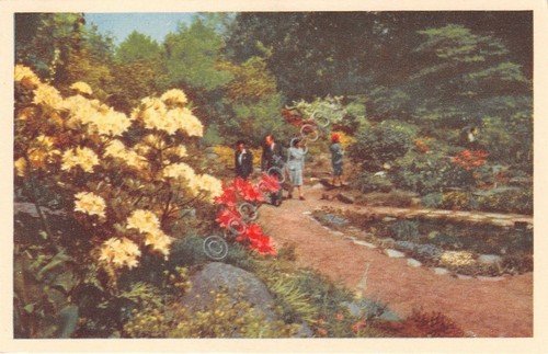 Cartolina - Postcard - Goteborgs Tradgardsforening - Fran stenpartiest