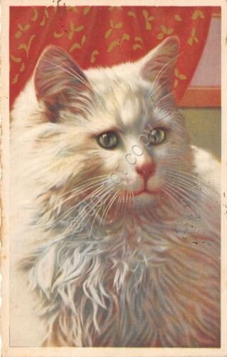 Cartolina - Postcard - Illustrata - Gatto Persiano - bianco …