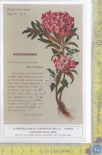 Cartolina - Postcard - Laboratorio DECA - Rododendr- Illustrata - …
