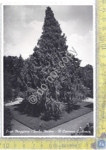 Cartolina - Postcard - Lago Maggiore - Isola Madre - …
