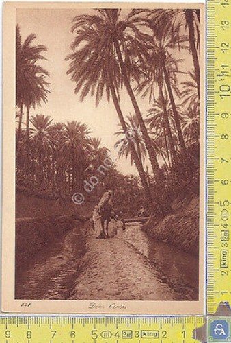 Cartolina - Postcard - Lehnert & Landrock - Africa - …