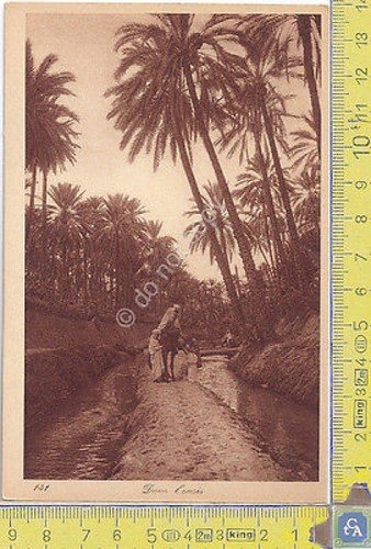 Cartolina - Postcard - Lehnert & Landrock - Africa - …