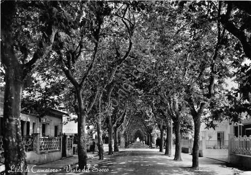 Cartolina - Postcard - Lido di Camaiore - Viale del …