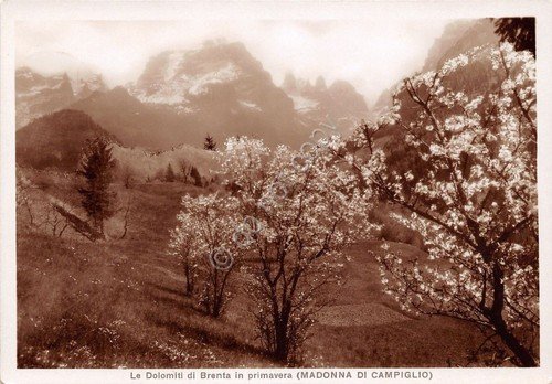 Cartolina - Postcard - Madonna di Campiglio - Primavera - …