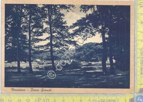 Cartolina - Postcard - Manziana - Bosco Grande - anni …