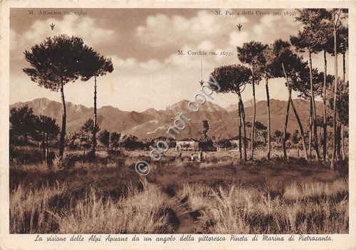 Cartolina - Postcard - Marina di Pietrasanta - Pineta - …