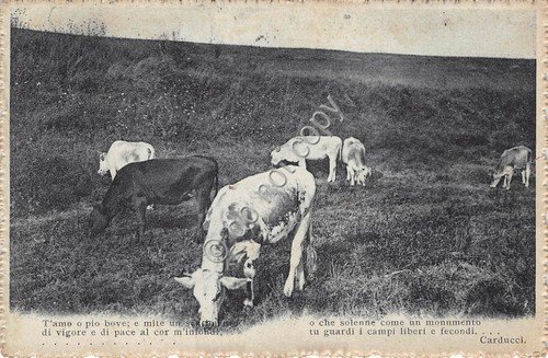 Cartolina - Postcard - Mucca bue pascolo poesia Carducci t …