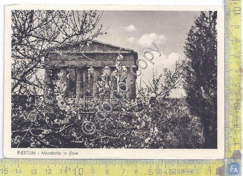 Cartolina - Postcard - Paestum - Mandorlo in fiore - …